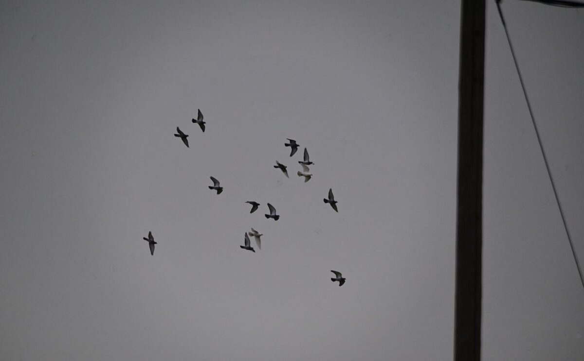 Περιστέρια