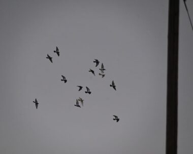 Περιστέρια