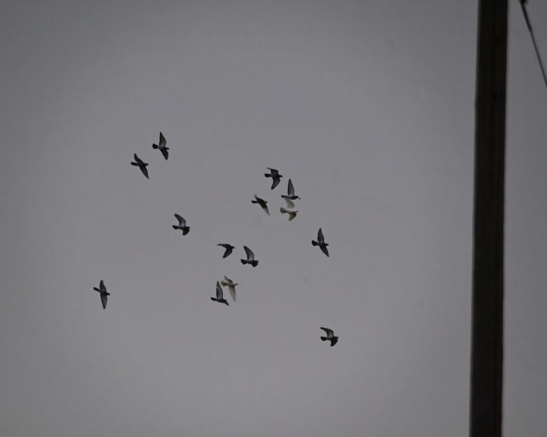 Η Ρωσία εκπαιδεύει περιστέρια «κατασκόπους» με τσιπ εγκεφάλου και κάμερες