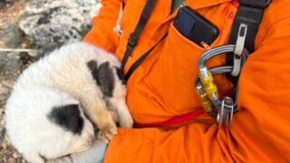 Το κουταβάκι που επέζησε βρίσκεται στα χέρια του διασώστη της ομάδας «Χείρων»