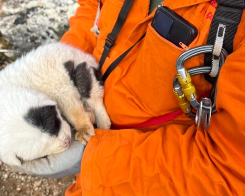Πήλιο: Πέταξαν κουταβάκια σε γκρεμό 20 μέτρων – Επέζησε μόνο το ένα