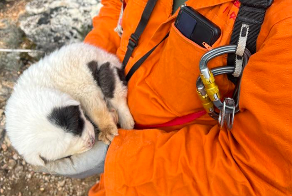 Το κουταβάκι που επέζησε βρίσκεται στα χέρια του διασώστη της ομάδας «Χείρων»