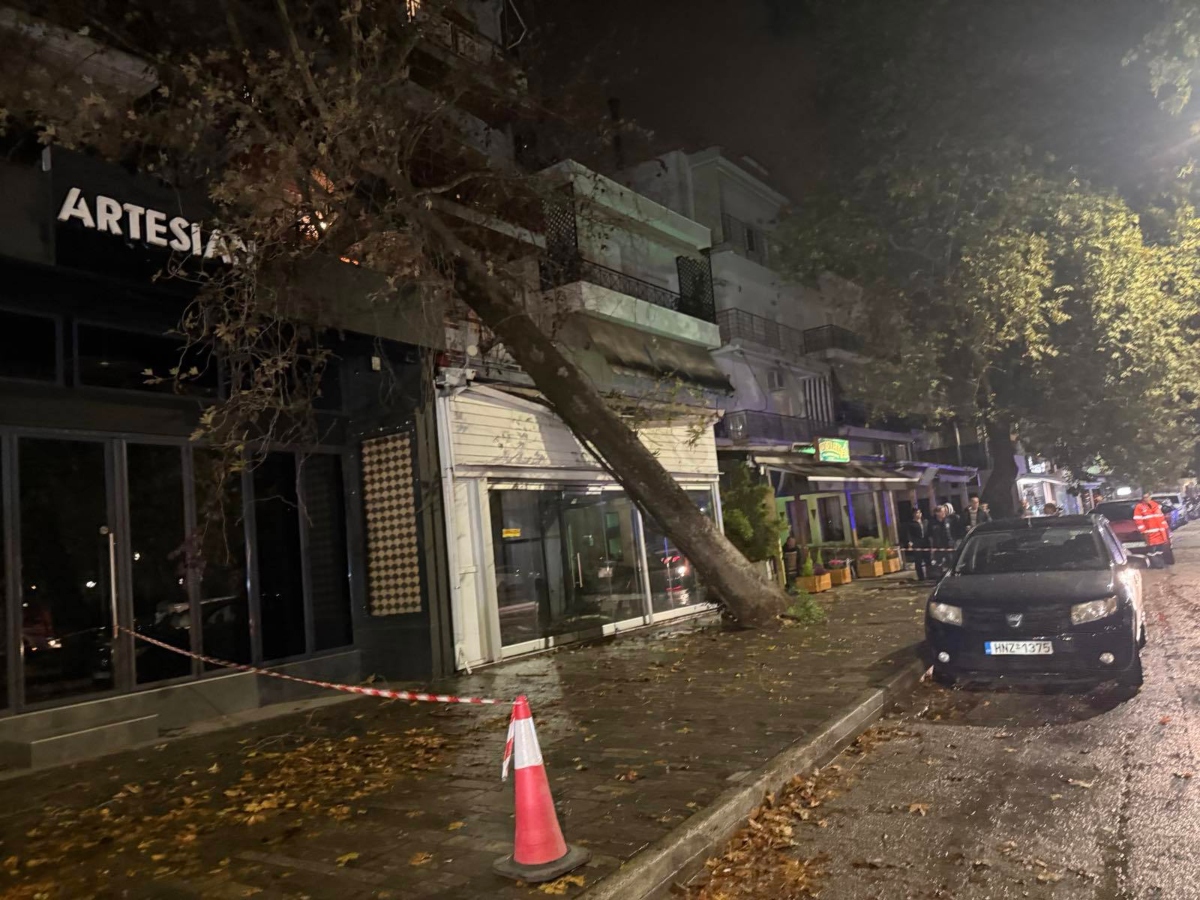 Πεσμένο δέντρο σε μαγαζί