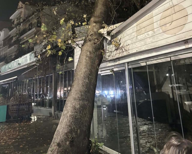 Ηγουμενίτσα: Τεράστιος πλάτανος έπεσε σε μαγαζί λόγω των ισχυρών ανέμων που πνέουν στην περιοχή