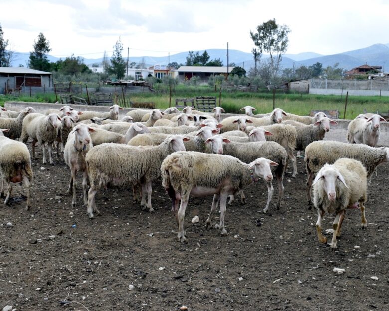 Ευλογια στα αιγοπροβατα: Αυτό είναι το νέο μοντέλο διαχείρισης