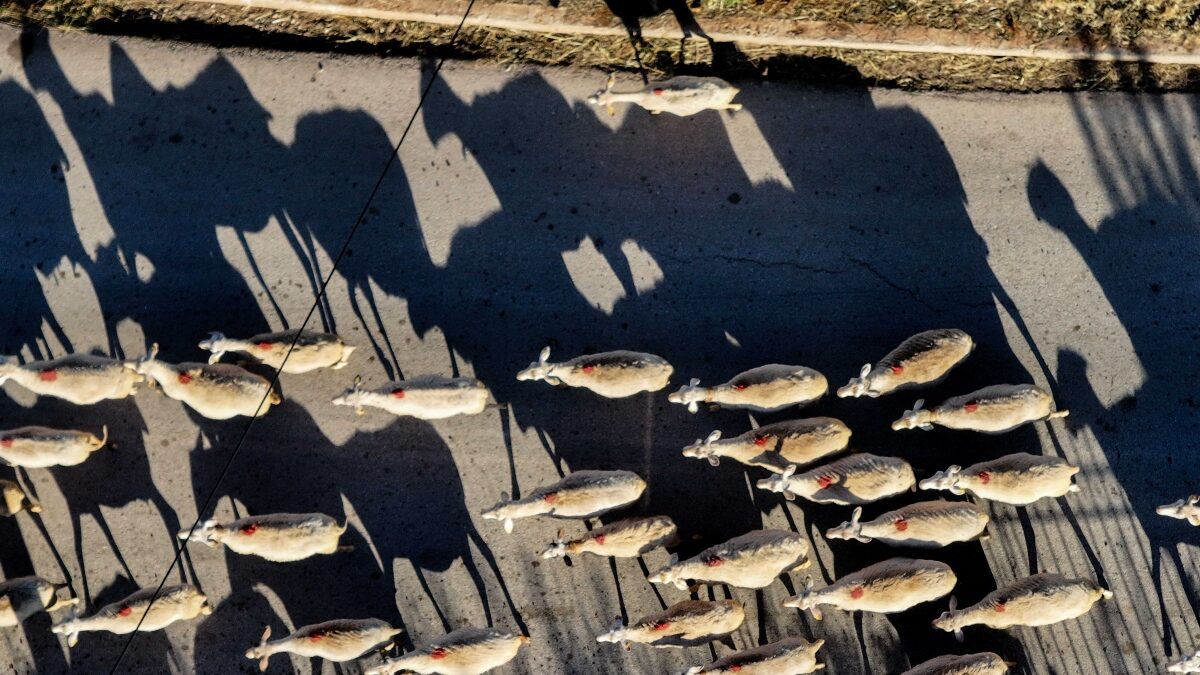Κοπάδι με πρόβατα