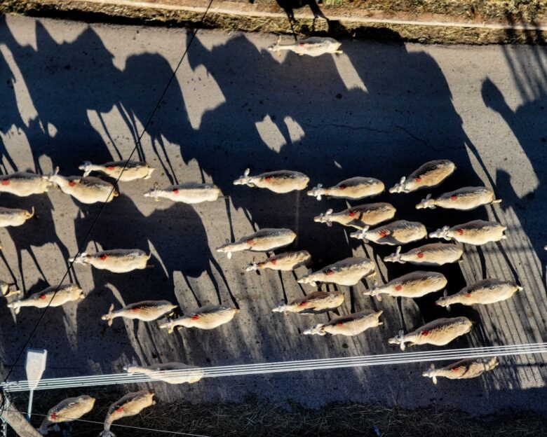 Κεφαλονιά: Κρούσματα ευλογιάς των προβάτων σε μονάδα με 121 ζώα – Αυστηρά μέτρα για την αντιμετώπιση της νόσου