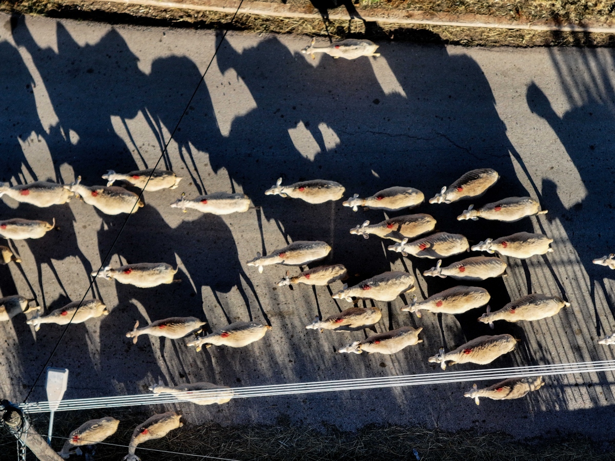 Κοπάδι με πρόβατα