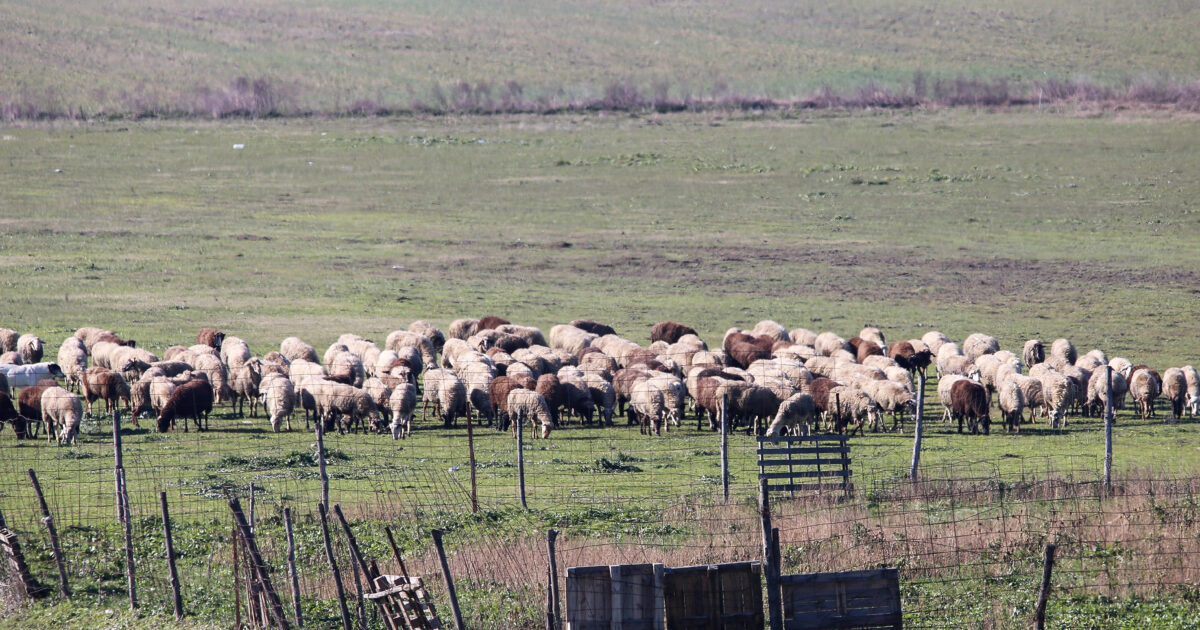 Sheep and goat pox: New payments of 12.2 million euros to Regions and farmers for the animals killed