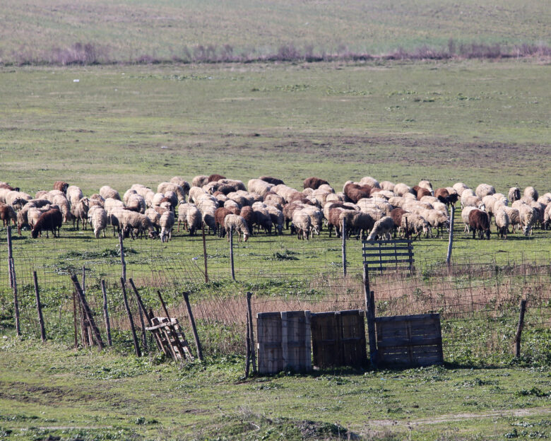 Ευλογιά των αιγοπροβάτων: Νέες πληρωμές 12,2 εκατ. ευρώ σε Περιφέρειες και κτηνοτρόφους για τα θανατωθέντα ζώα