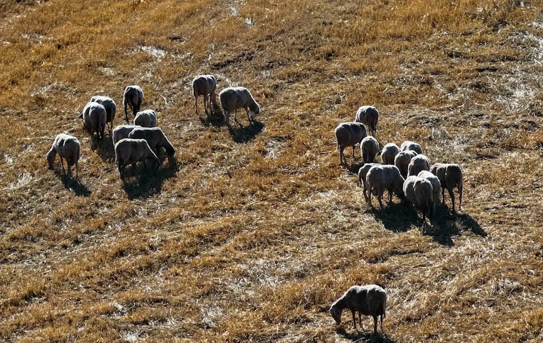 Κοπάδι προβάτων