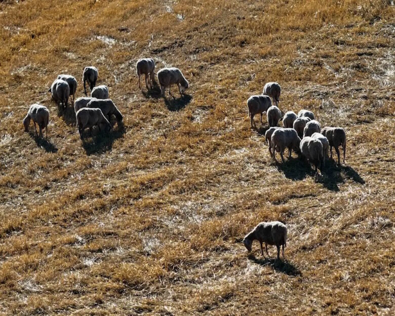 Ευλογιά αιγοπροβάτων: Νέο μηνιαίο ρεκόρ στις θανατώσεις – Ξεπέρασαν τις 75.000 τον Οκτώβριο