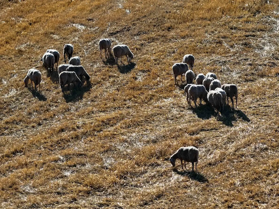 Κοπάδι προβάτων