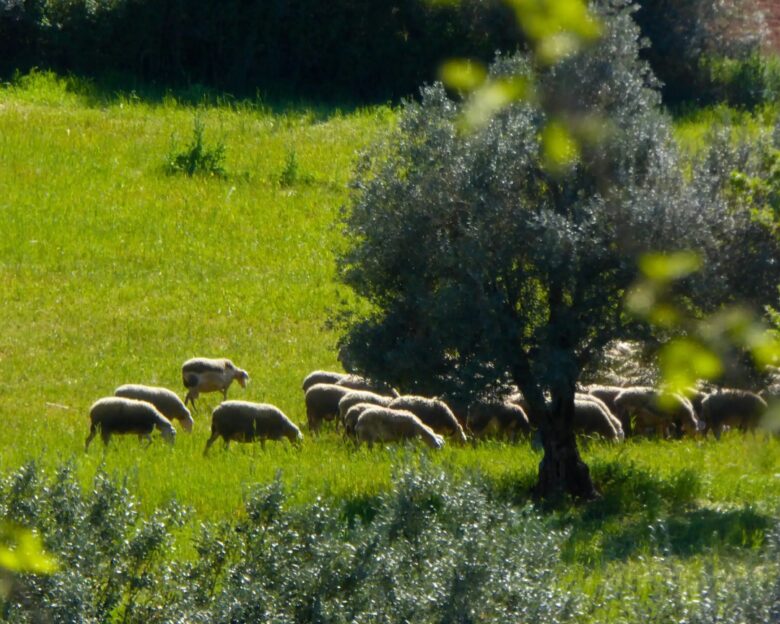 Διπλή ασπίδα για τους κτηνοτρόφους: Το τακτικό πακέτο μέσω νέου «ΟΠΕΚΕΠΕ» και το έκτακτο μέσω ΠΝΠ