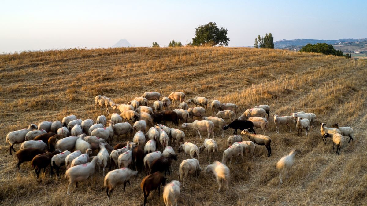 Κοπάδι προβάτων