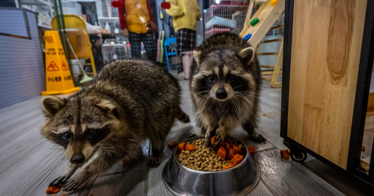 Raccoons may become America’s next pet