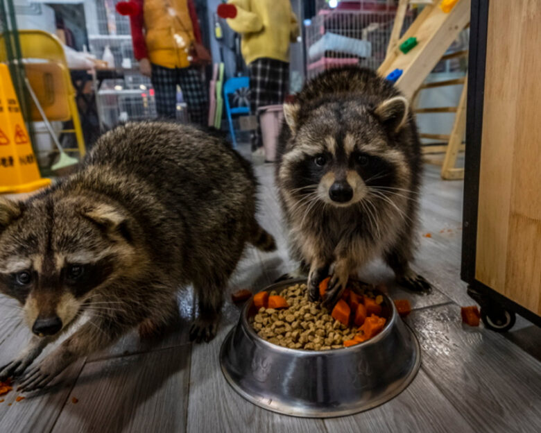 Τα ρακούν μπορεί να εξελιχθούν στο επόμενο κατοικίδιο των ΗΠΑ