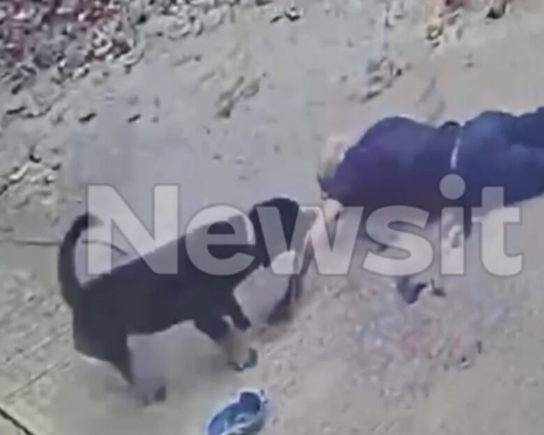 Καλαμάτα: Καρέ καρέ η στιγμή που το ροτβάιλερ αρπάζει τον 76χρονο – Δίνει μάχη για τη ζωή του, βίντεο από τον αιματοβαμμένο χώρο