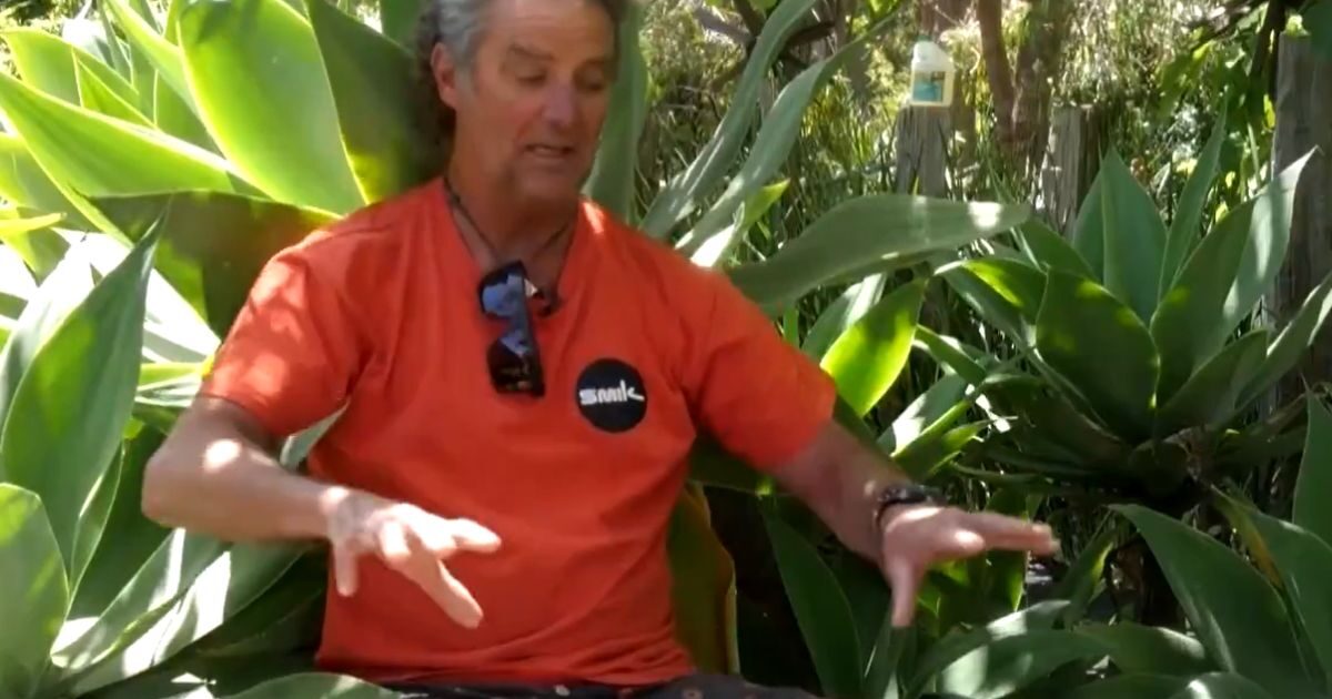 Australia: Surfer’s terrifying encounter with shark – Bite his board