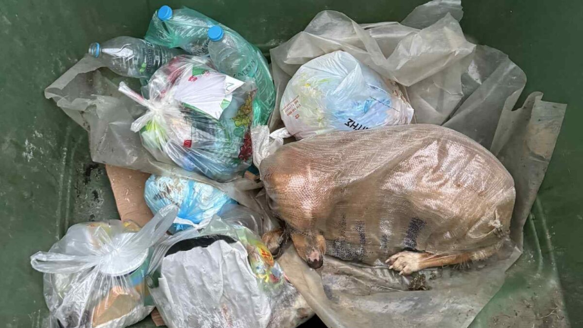 Σκύλος στα σκουπίδια
