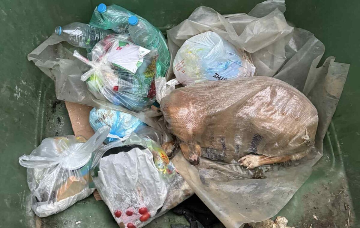 Σκύλος στα σκουπίδια