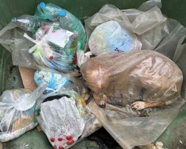 Σκύλος στα σκουπίδια