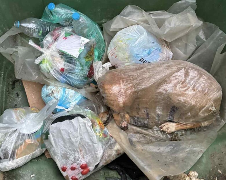 Πέταξαν σκυλίτσα σε τσουβάλι μέσα σε κάδο σκουπιδιών στη Μεγαλόπολη – «Δεν ξέρουμε αν είχε ναρκωθεί»