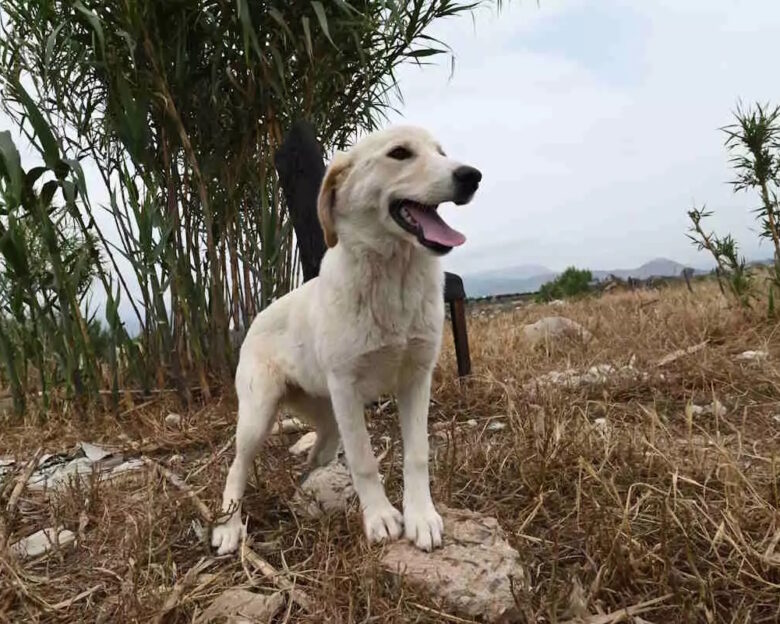 Ρόδος: Θεία λειτουργία και αγιασμός για τα ζώα στον ιερό ναό του Ευαγγελισμού της Θεοτόκου