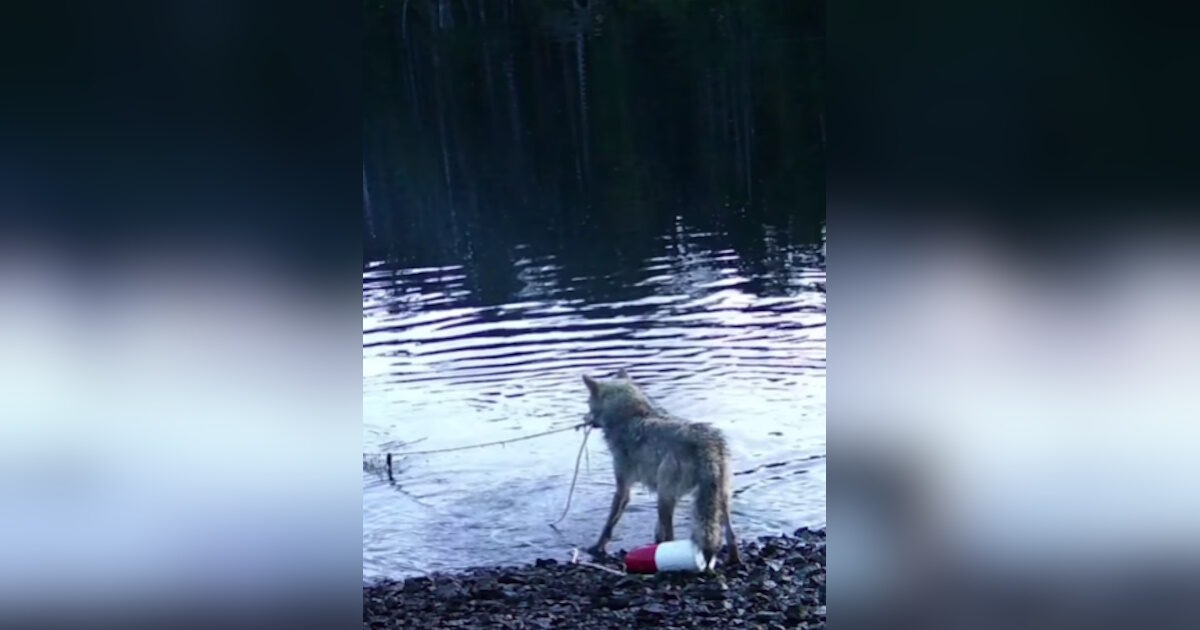 Canada: Lycaena impresses scientists by retrieving a crab trap from the seabed