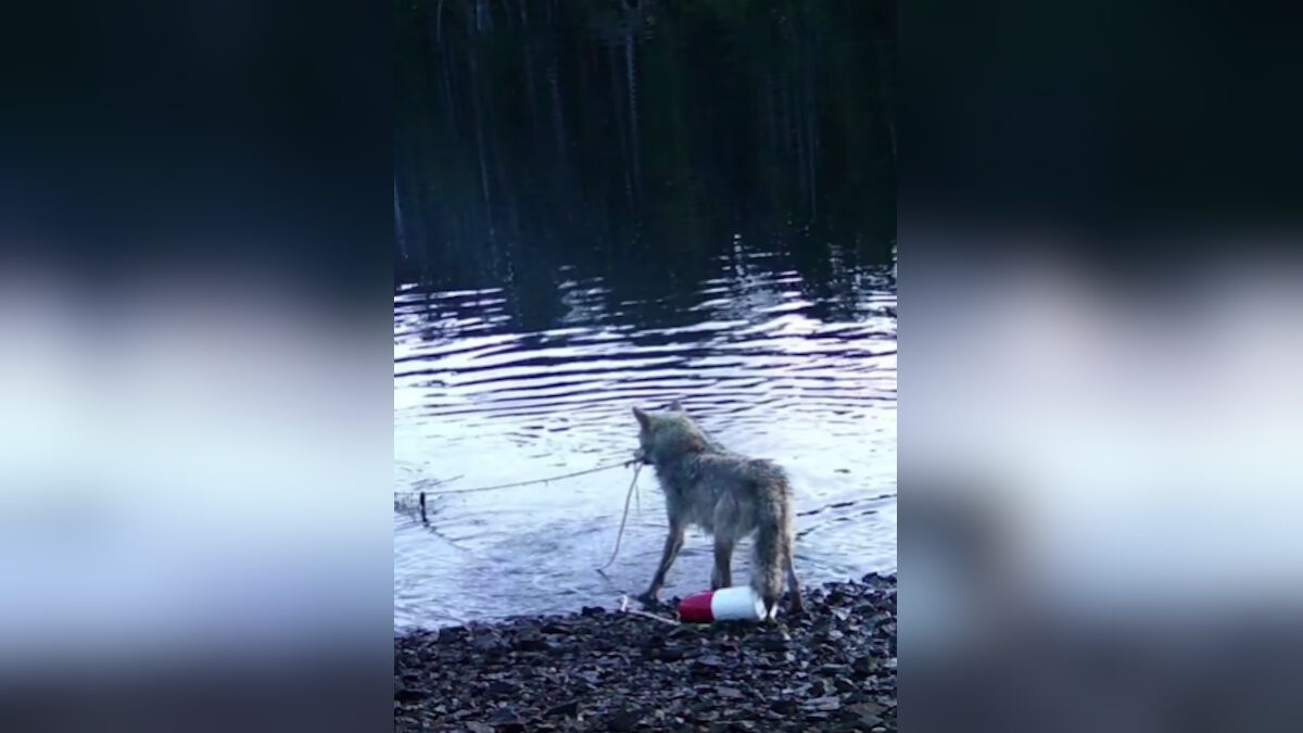 Στιγμιότυπο οθόνης που δείχνει τη λύκαινα να τραβάει την καβουροπαγίδα στον Καναδά