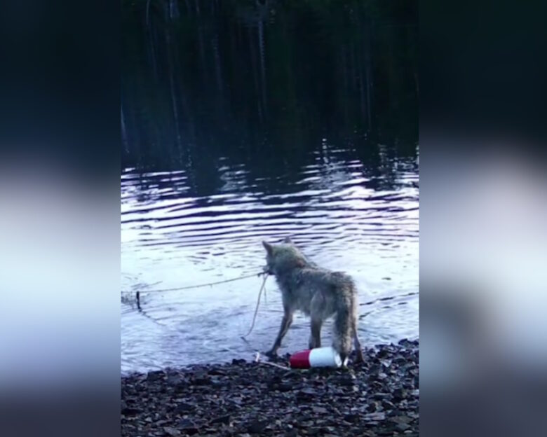 Καναδάς: Λύκαινα εντυπωσιάζει τους επιστήμονες ανασύροντας καβουροπαγίδα από τον βυθό