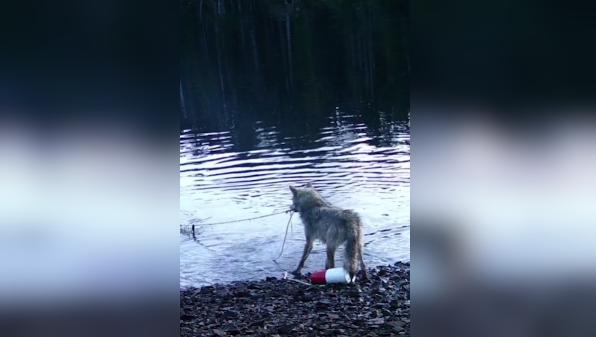 Στιγμιότυπο οθόνης που δείχνει τη λύκαινα να τραβάει την καβουροπαγίδα στον Καναδά