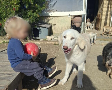 Ο μικρός που σκοτώθηκε από το πιτ μπουλ στη Ζάκυνθο