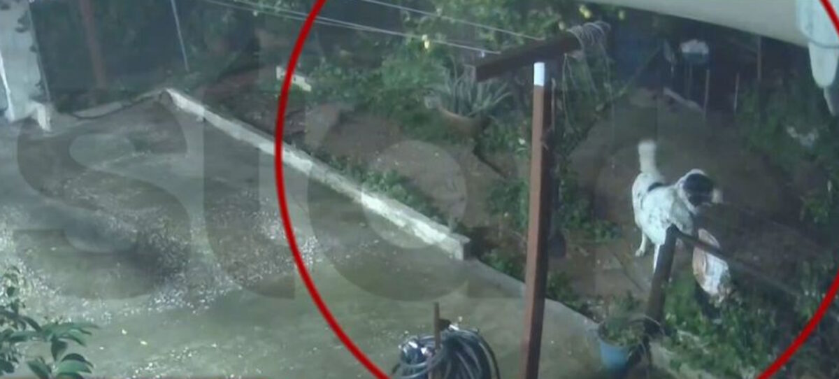 Σκύλος σώζεται την τελευταία στιγμή από καθίζηση αυλής μονοκατοικίας στον Άγιο Δημήτριο Αττικής