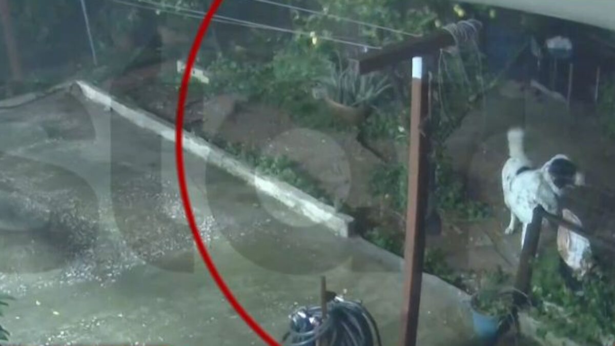 Σκύλος σώζεται την τελευταία στιγμή από καθίζηση αυλής μονοκατοικίας στον Άγιο Δημήτριο Αττικής