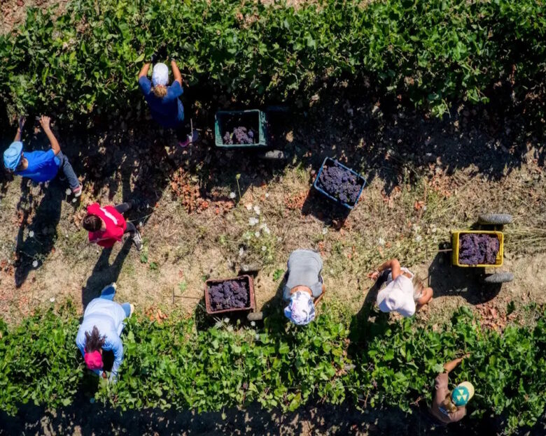 ΟΠΕΚΕΠΕ: Τέλος Δεκεμβρίου θα πληρωθούν οι αγρότες των οποίων οι δηλώσεις δεσμεύτηκαν στο πλαίσιο ελέγχου στο Μέτρο 23