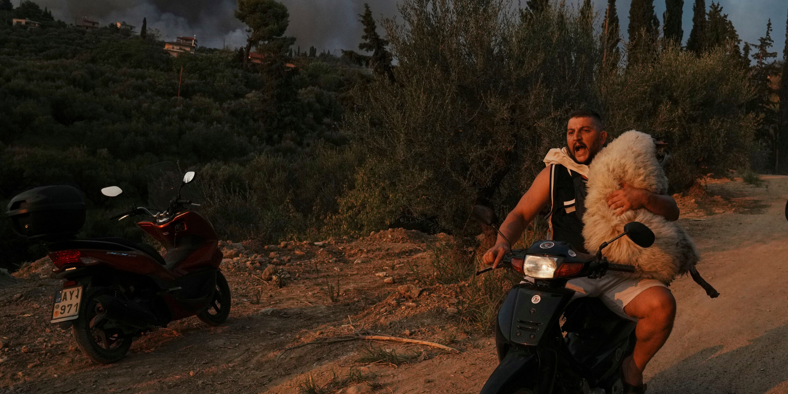 Εν μέσω καταστροφικής πυρκαγιάς στην Πάτρα, ένας άνδρας μεταφέρει ένα πρόβατο με μηχανάκι