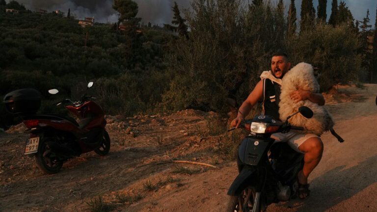 Εν μέσω καταστροφικής πυρκαγιάς στην Πάτρα, ένας άνδρας μεταφέρει ένα πρόβατο με μηχανάκι