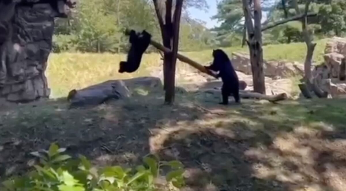 Αρκούδες παίζουν σε ζεωλογικό κήπο