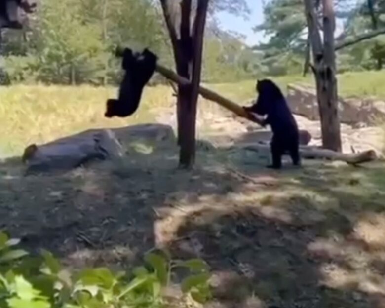 Τρυφερό βίντεο δείχνει δύο αρκούδες να κάνουν τραμπάλα με ένα κλαδί