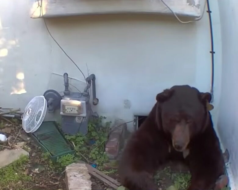Καλιφόρνια: Αρκούδα «μετακόμισε» κάτω από το σπίτι 63χρονου – «Δεν ξέρω αν θα καταστρέψει τα πάντα εκεί κάτω»