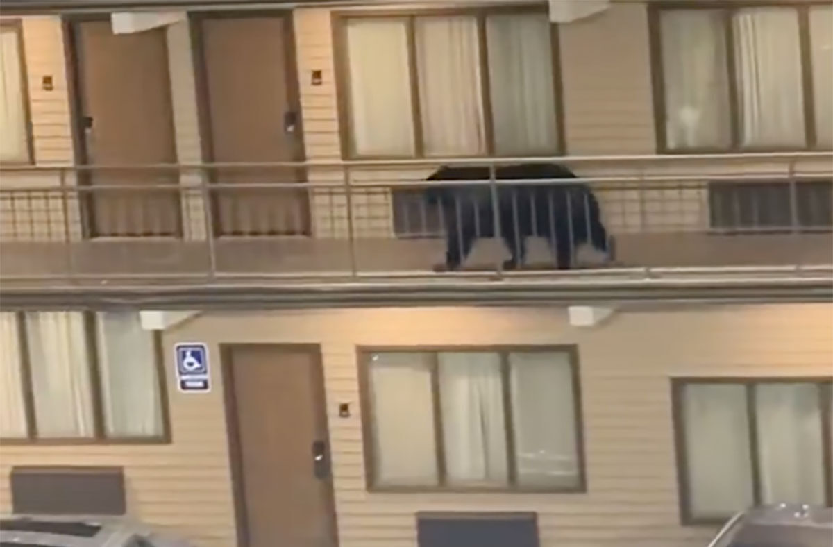 Γκάτλινμπεργκ: Η πόλη στο Τενεσί που κόβουν βόλτες αρκούδες