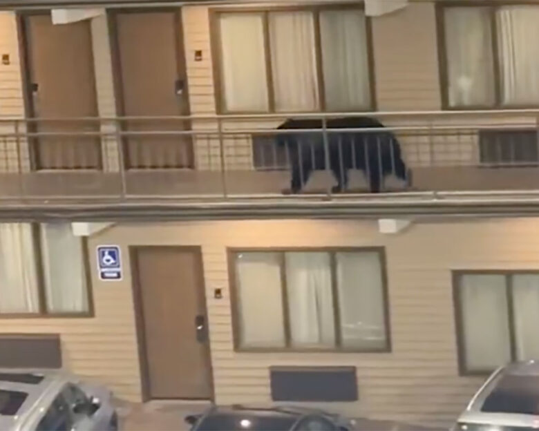 Γκάτλινμπεργκ: Η πόλη στο Τενεσί που κόβουν βόλτες αρκούδες