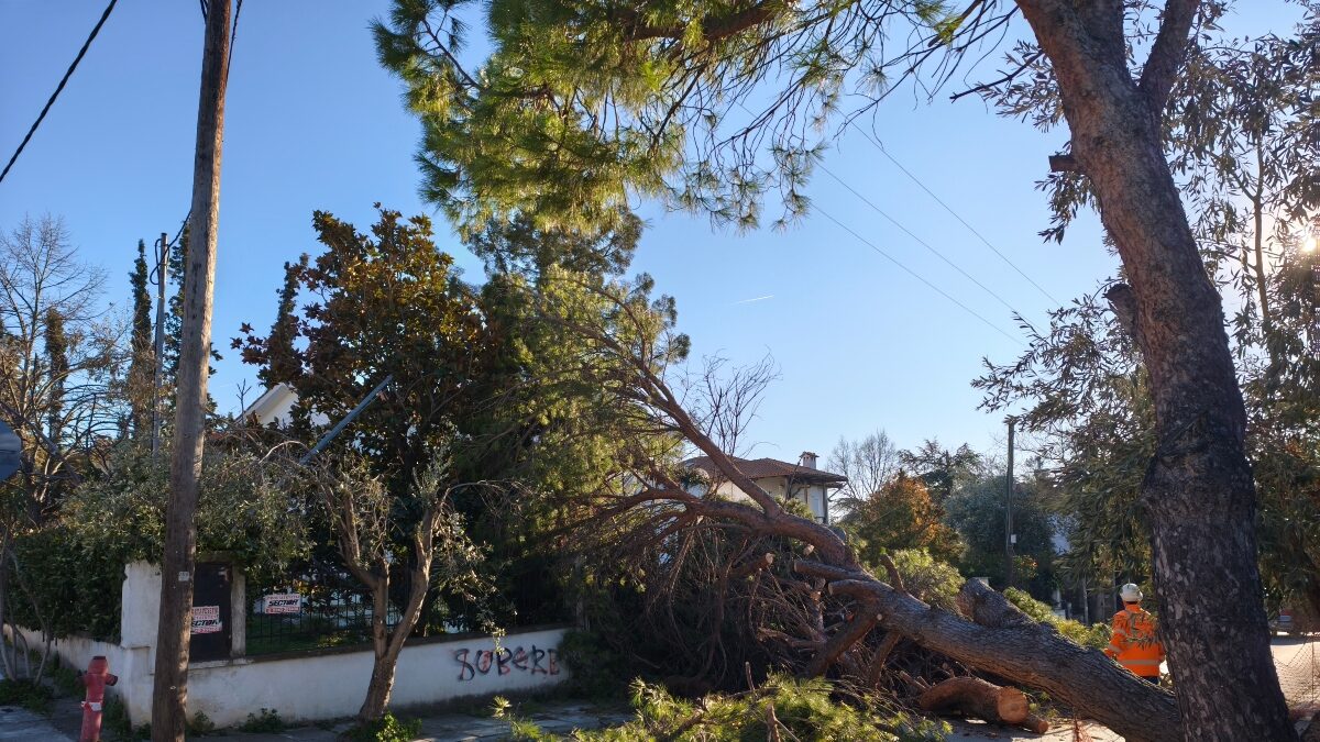 πτώση δέντρου