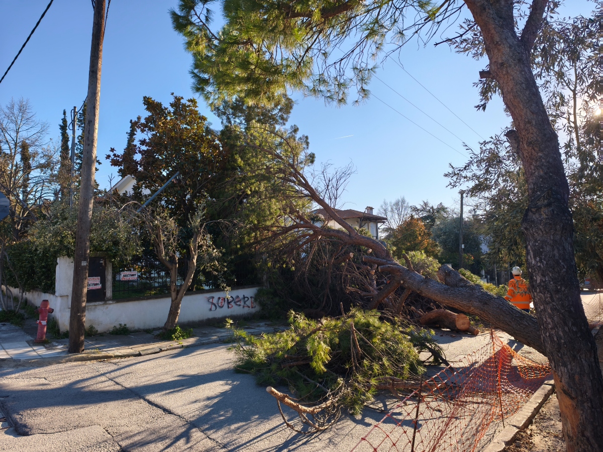 πτώση δέντρου