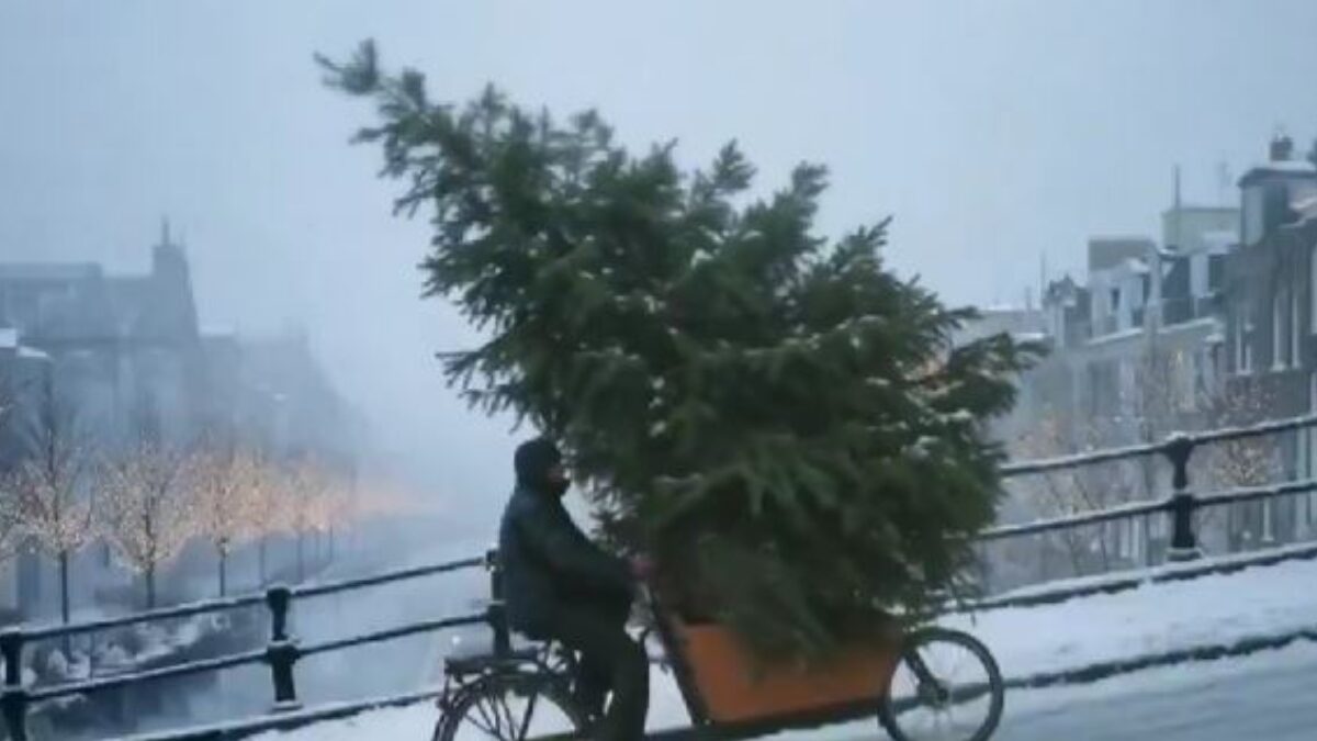 Άνθρωπος κουβαλάει δέντρο