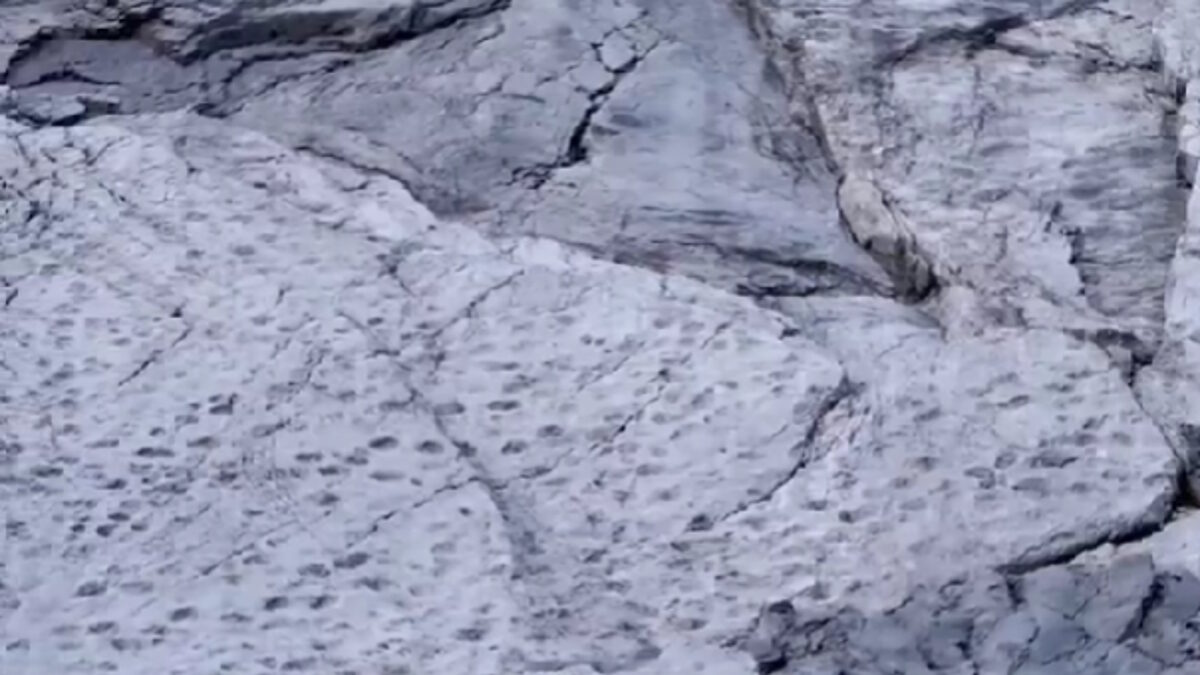 Τα αποτυπώματα των δεινοσαύρων