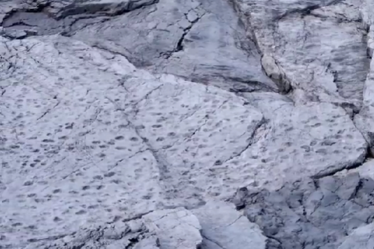 Τα αποτυπώματα των δεινοσαύρων