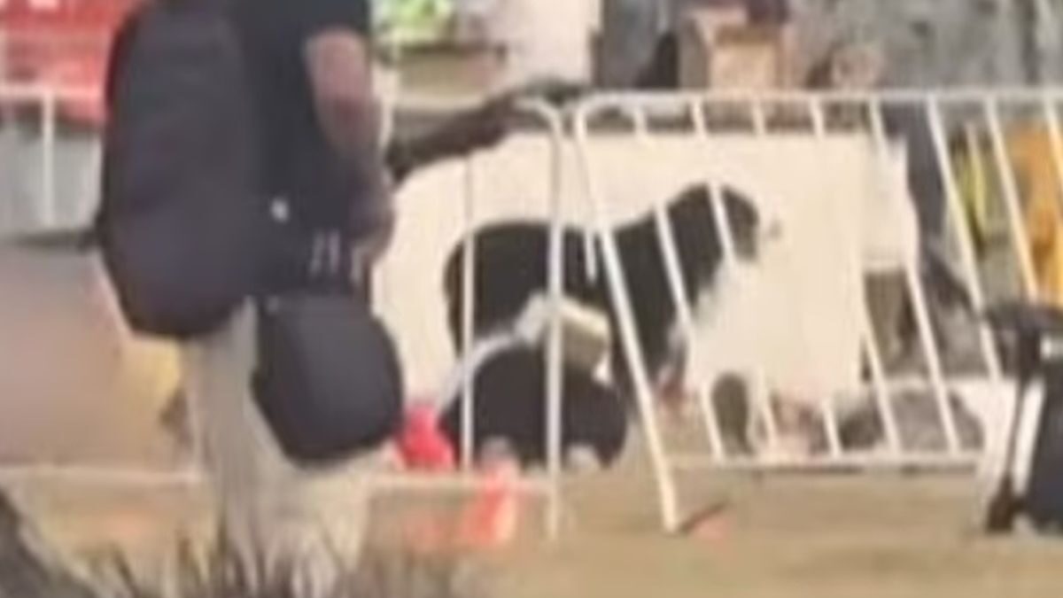 Η Maui, στεκόταν πάνω από το νεκρό σώμα του ιδιοκτήτη της