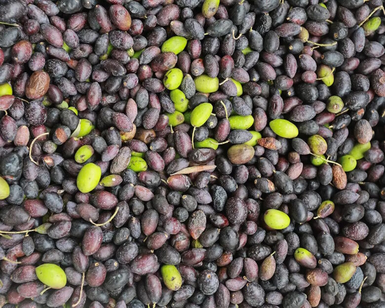 ΑΑΔΕ: Παράταση έως τις 1.5.2026 για την έναρξη της Α’ φάσης ψηφιακού δελτίου αποστολής για τους ελαιοπαραγωγούς